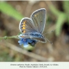 kretania zephyrinus talysh female 1